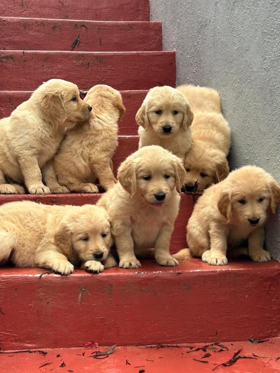 Labrador puppies on the front steps